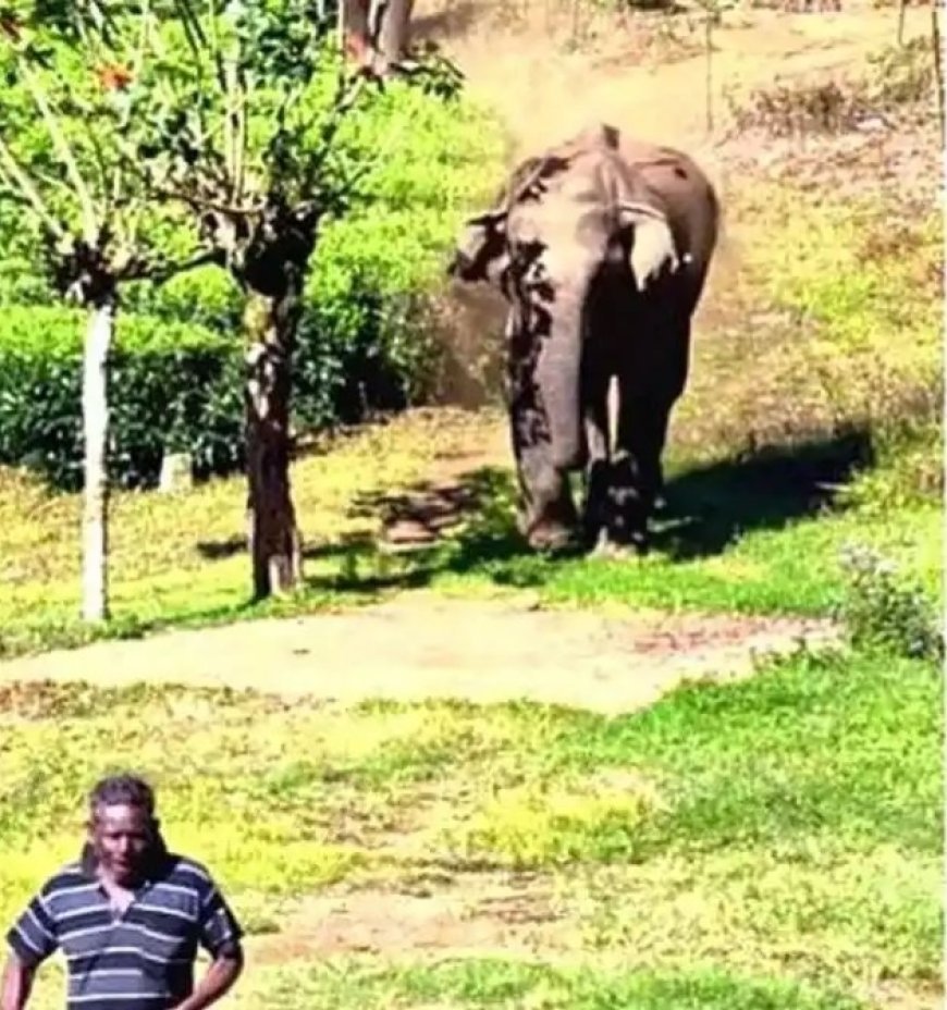 കാട്ടാന പാഞ്ഞടുത്തു; തലനാരിഴയ്ക്ക് രക്ഷപ്പെട്ട് തോട്ടം തൊഴിലാളി