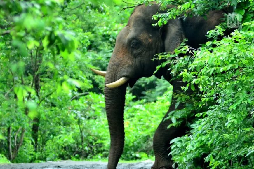 ശാന്തൻപാറയിൽ കാട്ടാന ആക്രമണം; മധ്യപ്രദേശ് സ്വദേശിയായ തൊഴിലാളിക്ക് ദാരുണാന്ത്യം