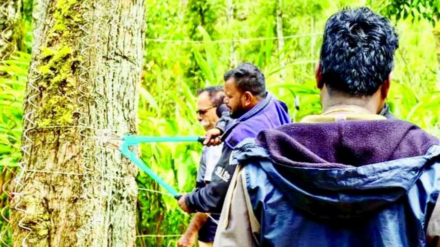 പന്തടിക്കളം ഉന്നതിക്ക് സമീപത്തെ അനധികൃത വൈദ്യുതിവേലികൾ നീക്കി ആനത്താര പുനഃസ്ഥാപിച്ചു