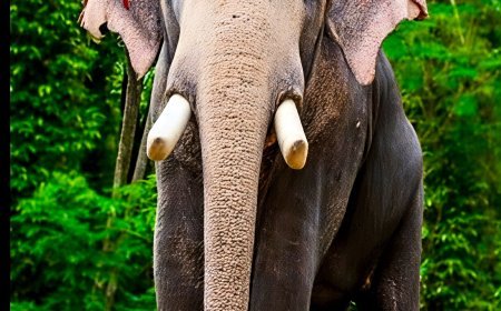 ഗജരാജൻ പല്ലാട്ട് ബ്രഹ്മദത്തൻ ചരിഞ്ഞു