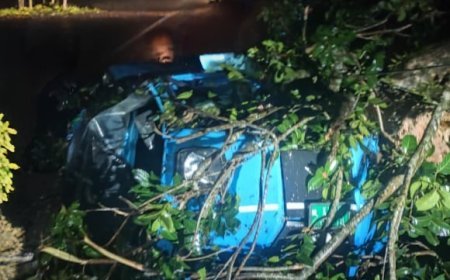ഓട്ടോറിക്ഷയ്ക്ക് മുകളിലേക്ക് മരം വീണു; ശാന്തൻപാറയിൽ ഡ്രൈവർക്ക് ദാരുണാന്ത്യം