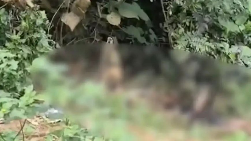 പാമ്പള ഡാമിന് സമീപം കത്തിക്കരിഞ്ഞ നിലയിൽ കണ്ടെത്തിയ മൃതദേഹം; 18കാരിയെ കൊലപ്പെടുത്തിയതെന്ന് പൊലീസ്